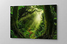 Obraz Chodník v džungli 1442